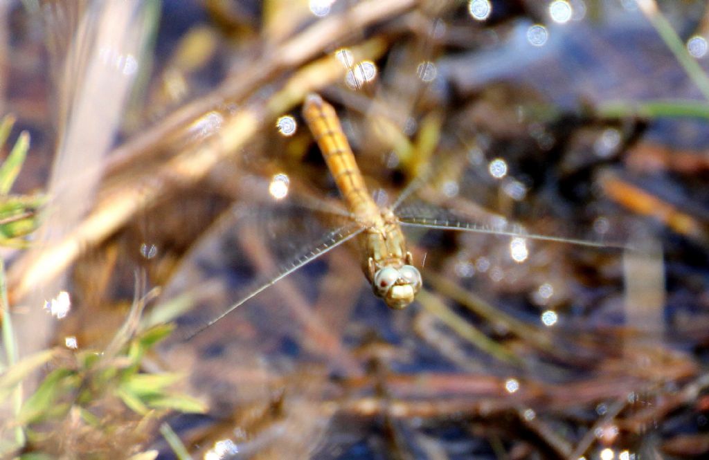 Orthetrum brunneum?